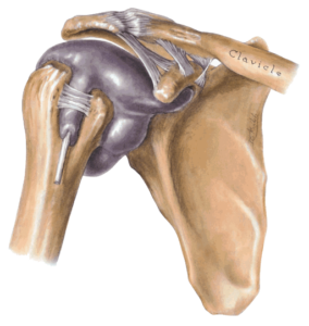 schultergelenk synovial lateral anterolateral clavicle ligaments spalla articolazione schouder bnder altas fotosearch capsula gelenkkapsel funktion