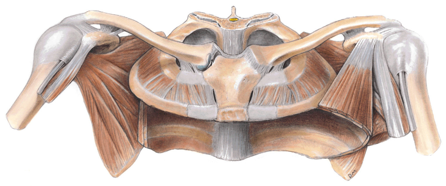 anterosuperior-view-of-the-pectoral-girdle-vm-study-group