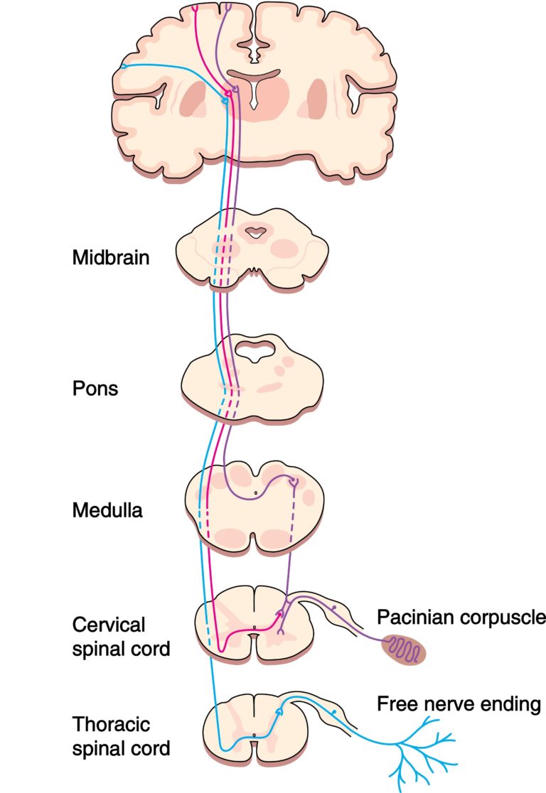 Cross-sections Of The Brain, Midbrain, Pons, Medulla, Cervical Spinal 