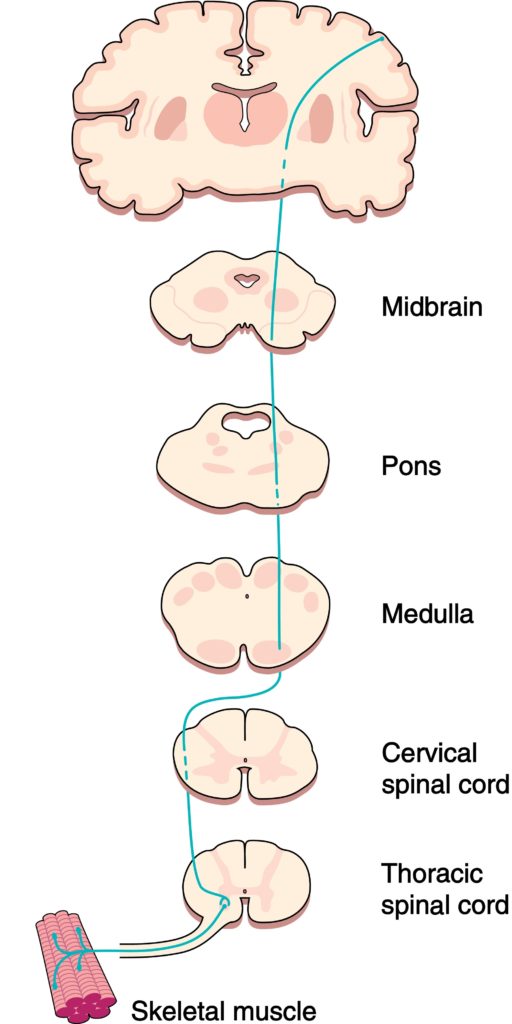 Cross-sections of the brain, midbrain, pons, medulla, cervical spinal ...