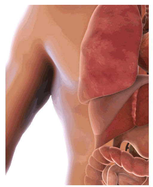 Right Upper Abdomen